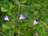 Vitex petersiana fl2-t.JPG